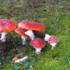 Funghi (Foto-da-Min-Salute)