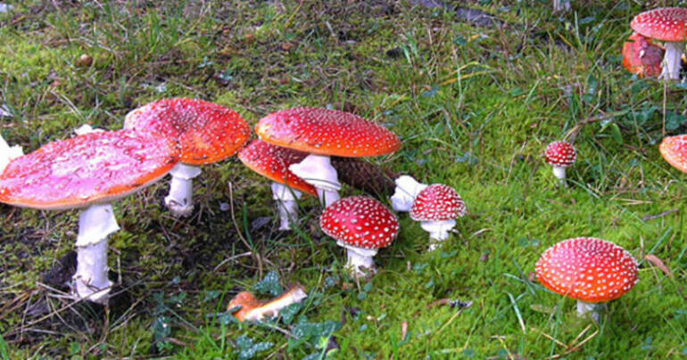 Funghi, passione sana ma pericolosa: “Non cadete nelle loro trappole”