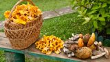 Alla ricerca di Funghi