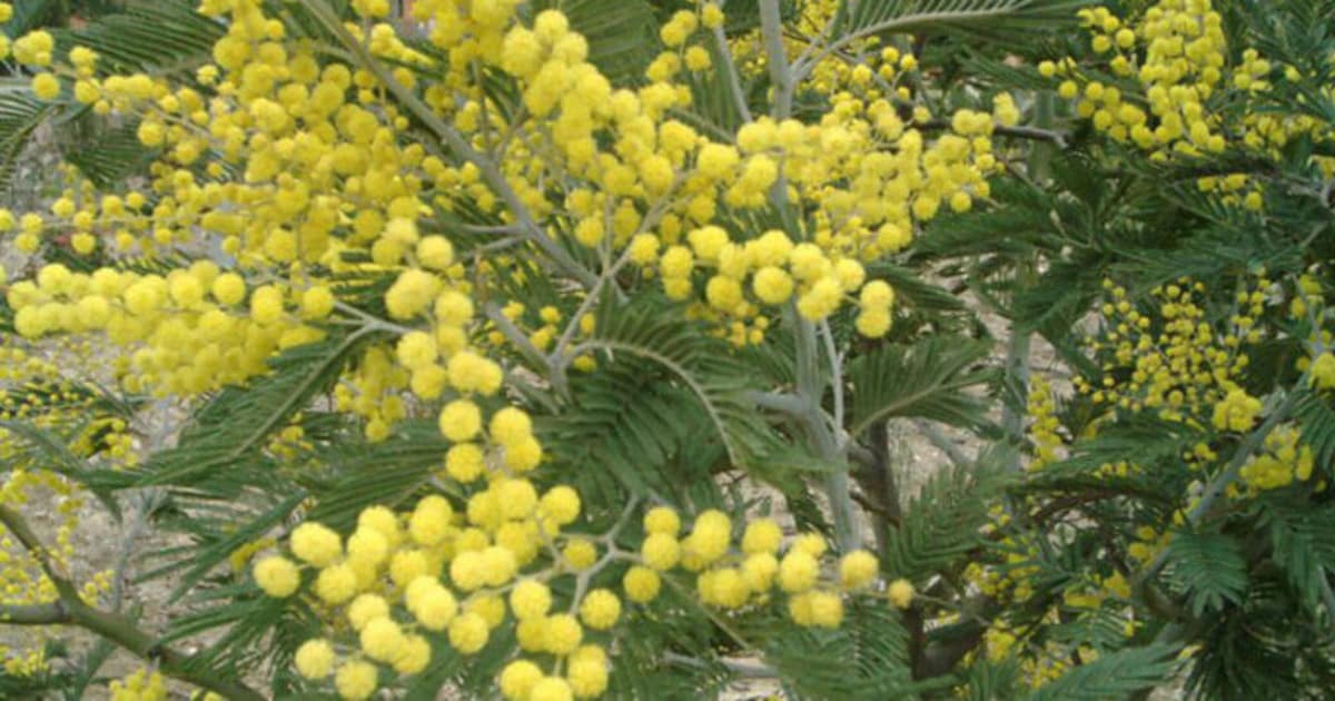 Festa della Donna-min