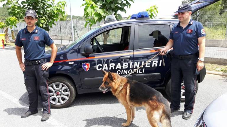 Il cane pastore Derby fiuta la droga in cucina. Un arresto