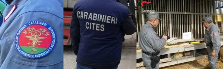 In un circo sequestrati tigri, leoni, un ippopotamo e un bisonte americano