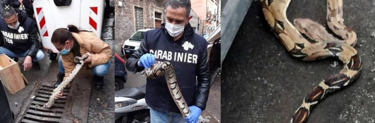 Pitone reale, vivo e non aggressivo, recuperato in un tombino a Catania