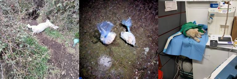 Avvelenati cinque cani, quattro morti, una madre e tre cuccioli