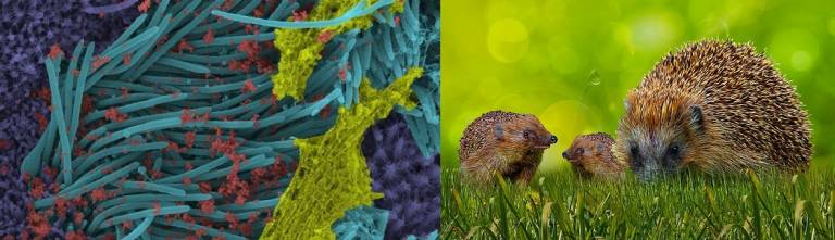 I Coronavirus possono acquisire i geni dall’ospite per integrarli nel proprio Rna riproducendosi di più