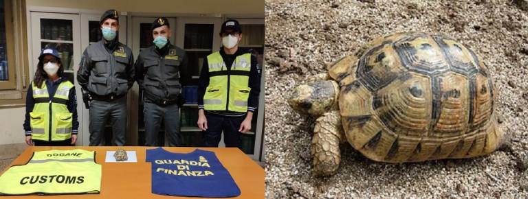 Importazione abusiva di specie protette al porto di Palermo