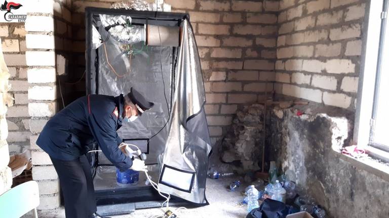 Cocaina e piantagione indoor di marijuana