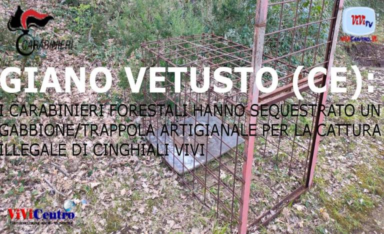 Forestale Calvi Risorta: sequestrata trappola per catturare cinghiali