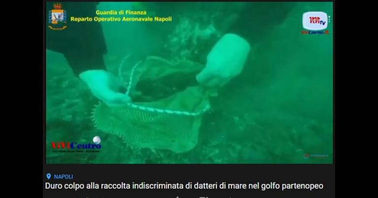 GdF Napoli: svelata raccolta di datteri nel golfo di Napoli (VIDEO)
