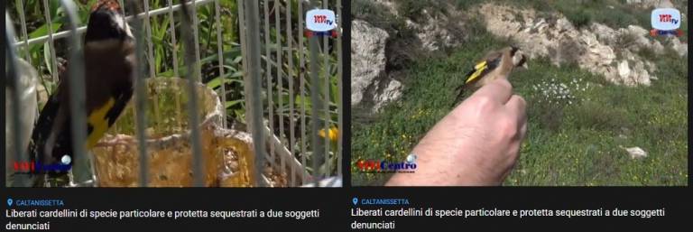 Liberati cardellini di specie particolare e protetta sequestrati a due soggetti denunciati (VIDEO)