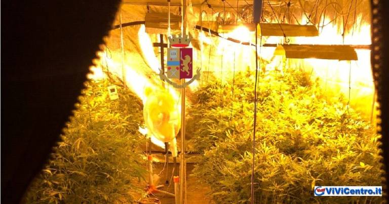 Pianura: coltiva sostanza stupefacente. Arrestato.