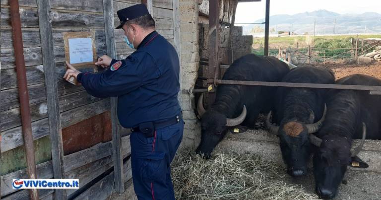 Capua (CE): Forestale sequestra complesso aziendale bufalino