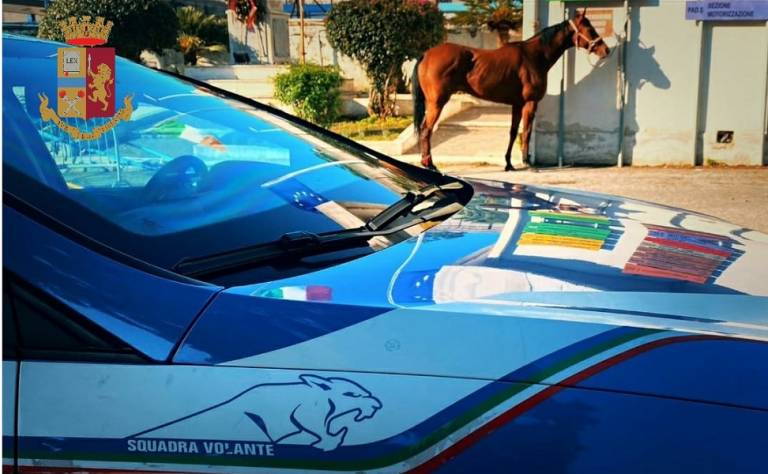Corse clandestine, denunce e sequestri