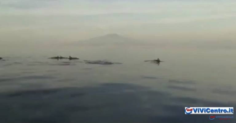 Giornata mondiale dei delfini a Punta Campanella – VIDEO