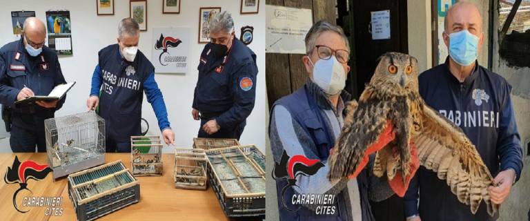 Maltrattamenti animali. Denunciati due ambulanti, un allevatore di suini e uno di rapaci