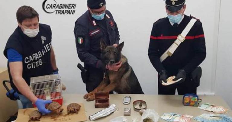 Animali di specie protette e droga, due arresti e una denuncia