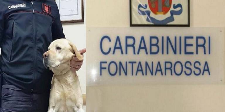 Cocaina nelle mutande, ma non inganna il fiuto del labrador Ivan. Ai domiciliari