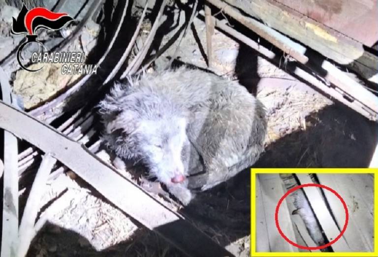 Liberati due cani da una struttura senza aperture, denunciato il proprietario