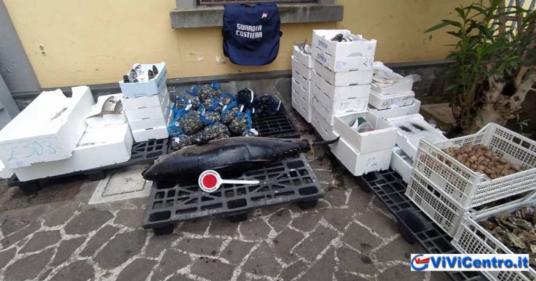 Sorrento: controlli in importante centro ittico. Sequestri per 2 Ton