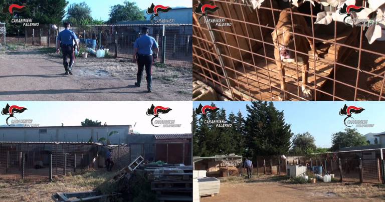 Canile abusivo scoperto alla periferia del paese: sequestrato (VIDEO)