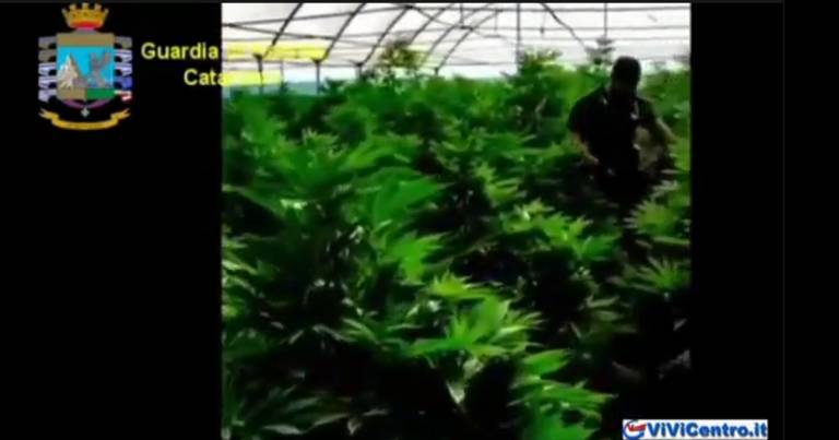 Catanzaro. Scoperta maxi piantagione di marijuana. 1 misura cautelare.
