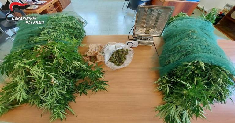 Coltivazione cannabis, spaccio e furto di elettricità: ai domiciliari