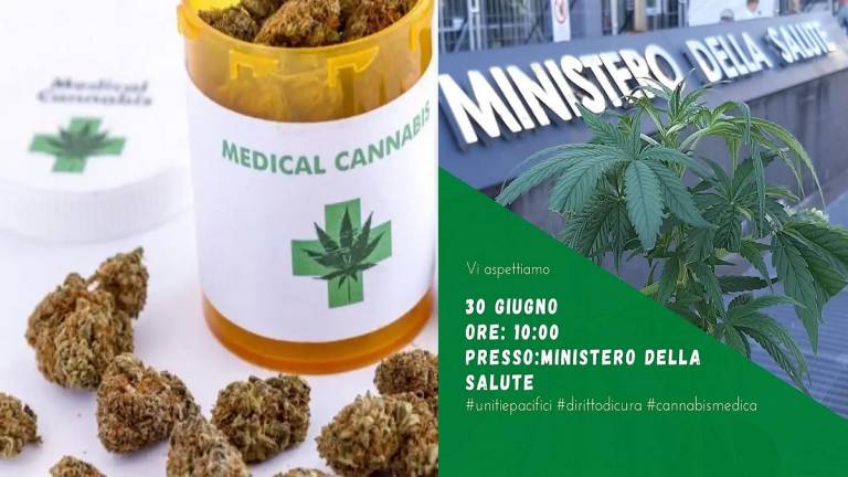 Impugnata la legge siciliana che aveva dato speranza ai pazienti della cannabis terapeutica