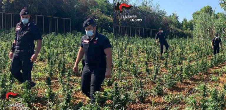 Piantagione indica e furto di energia elettrica, arrestato agricoltore