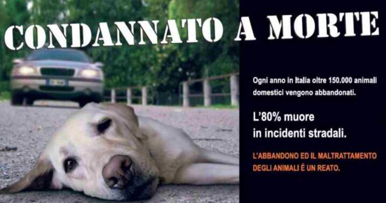 Abbandono dei cani; una delle espressioni della crudeltà umana