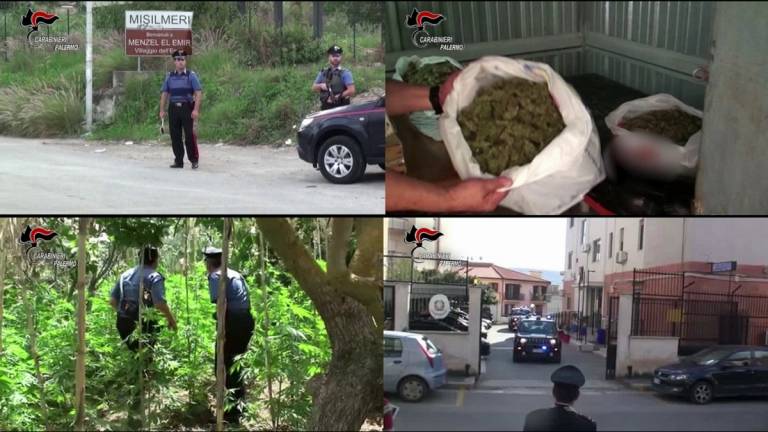Coltivazione e detenzione di marijuana nelle campagne, in tre ai domiciliari