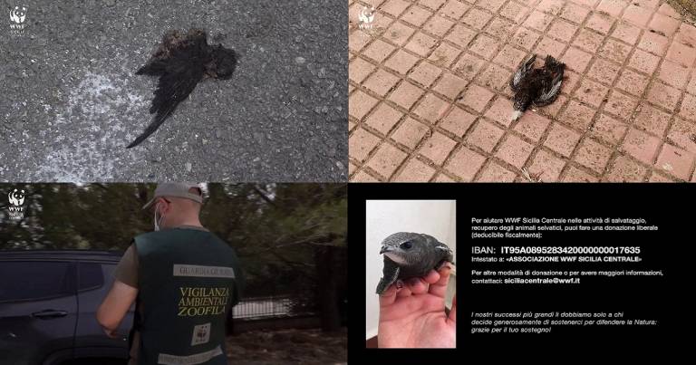 Sos rondoni, il caldo torrido causa un’ecatombe di fauna selvatica