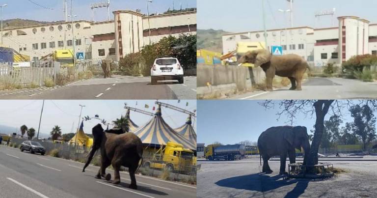 Un elefante a spasso per le vie di Messina