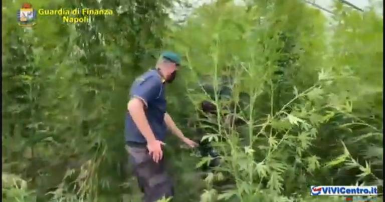 Napoli: Guardia di Finanza sequestra 400 piante di marijuana