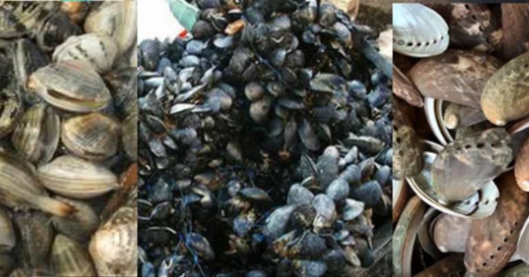 Sequestro cozze; controlli intensificati dagli organi competenti