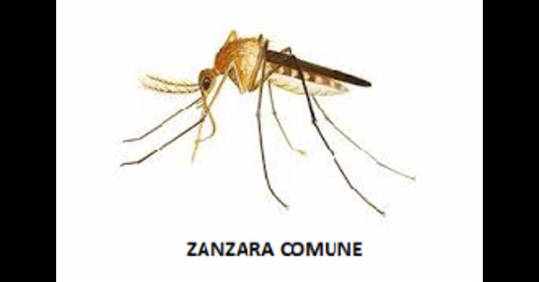 L’estate e i “rischi” delle zanzare, anche con la Zanzara Comune – VIDEO