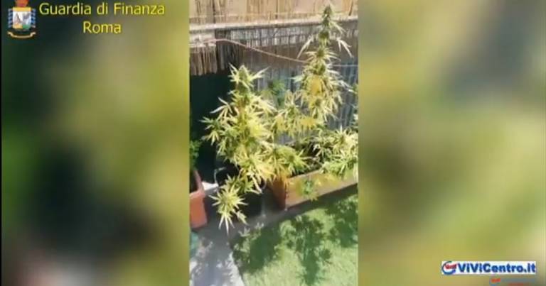 Roma Scoperta coltivazione di marijuana in palazzina a Casal Bruciato