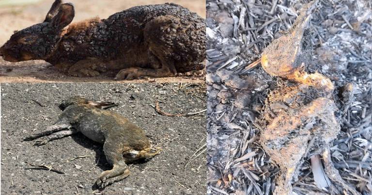 Incendi: fermare la stagione venatoria e salvare la fauna scampata dal fuoco