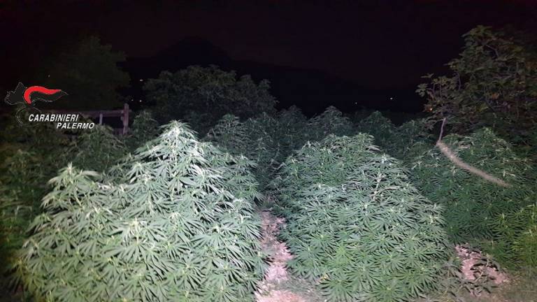 Produzione di marijuana a conduzione familiare: 3 arresti e 2 denunce