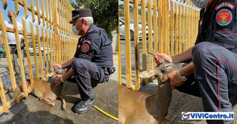 Capua (Ce): Carabinieri della Forestale salvano capriolo