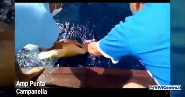 Punta Campanella: tre tartarughe libere dopo le cure al Turtle Point