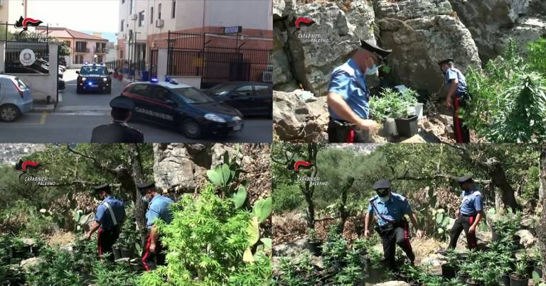 Coltivavano nel territorio di Bolognetta (PA) sostanze stupefacenti: arresti e denunce