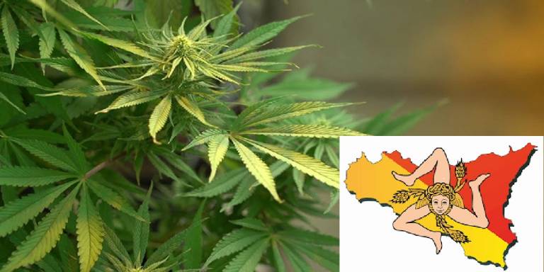 Regione Siciliana: passi avanti sulla cannabis medica