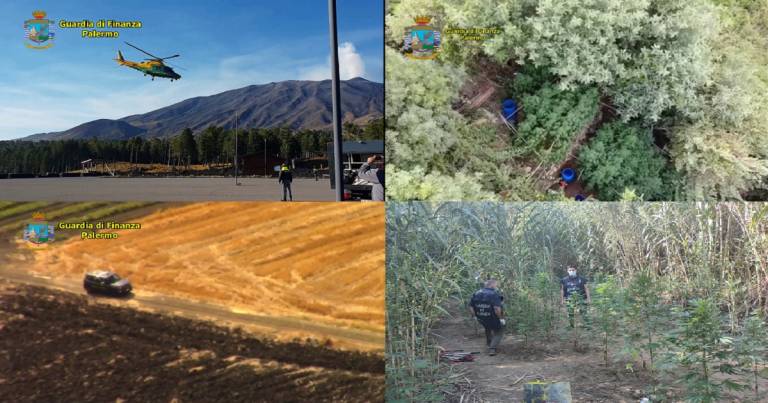 Sequestrata una piantagione di marijuana (VIDEO)