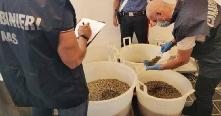 Sequestrate 13 tonnellate di capperi D.O.P. nelle Eolie alcuni siglati Siria, Marocco e Tunisia
