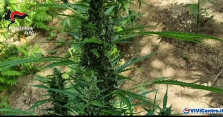 Castellammare: Carabinieri trovano piante di cannabis sui Monti Lattari