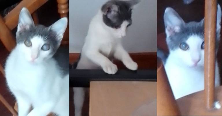 Torre Annunziata: Adotta una gattina senza casa. La storia di Luce