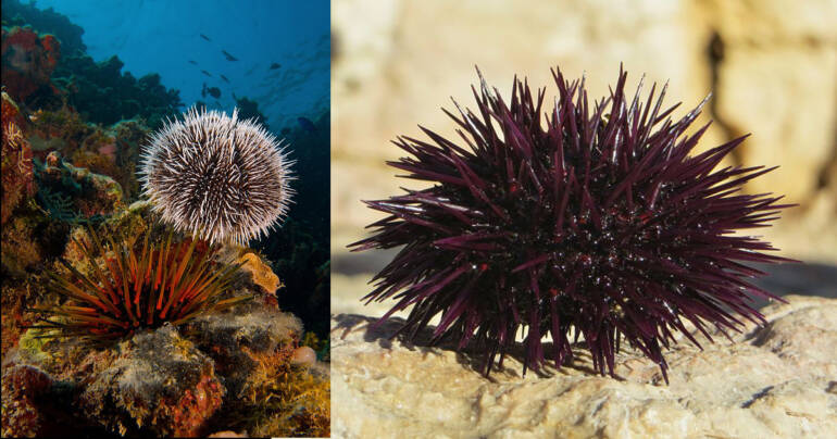 Operazione Riccio di mare 5 della Guardia di Finanza di Civitavecchia