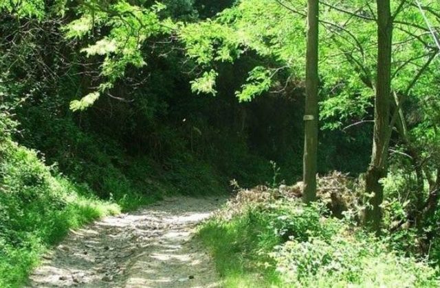Restituito il polmone verde del bosco di Camaro alla città di Messina
