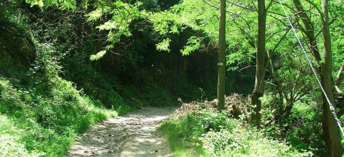Restituito il polmone verde del bosco di Camaro alla città di Messina