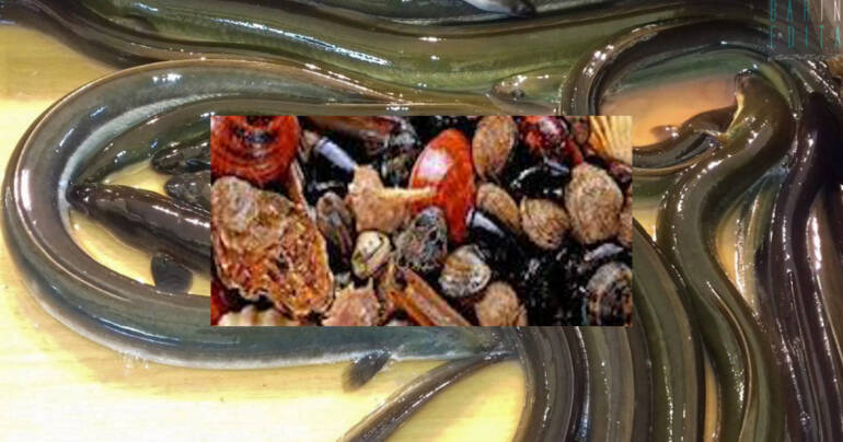 Frutti di mare e pesci pericolosi: sequestri a Castellammare di Stabia